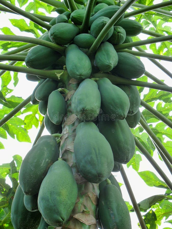 Papayas On The Trunk Of A Papaya Tree Stock Photo Image of grow, farm