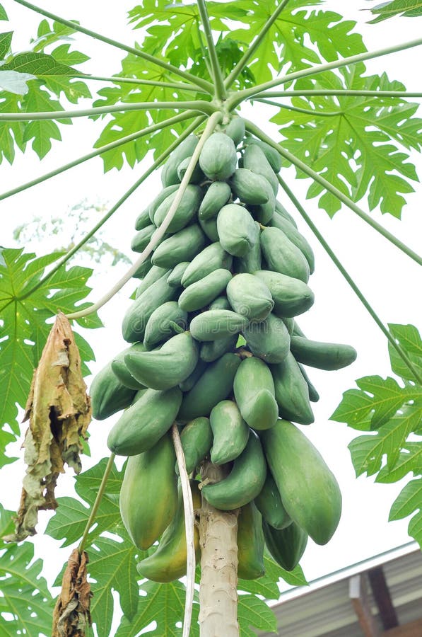 Papayas stock photo. Image of ripe, diet, orchard, farm 36637192