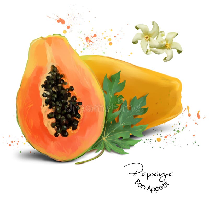 Papayavattenfärgmålning royaltyfri illustrationer