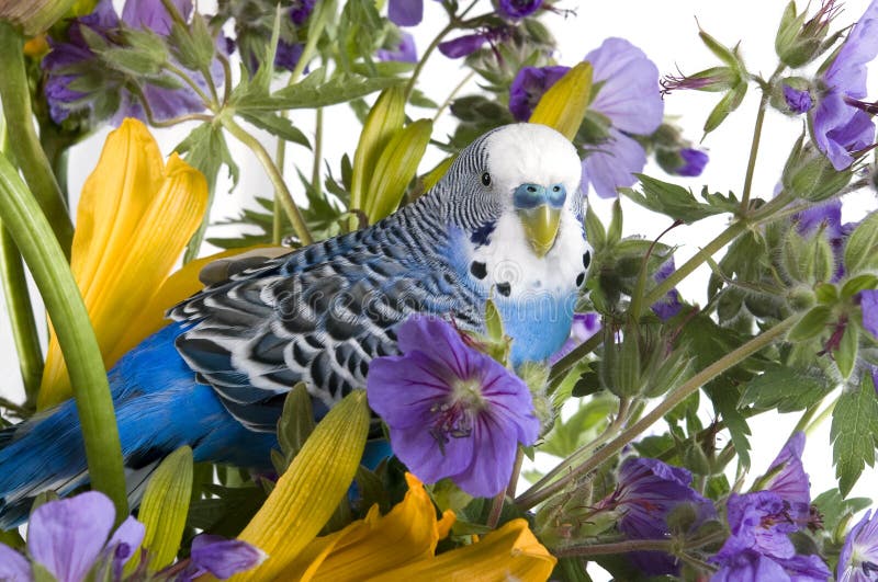Papegaai en bloem stock foto Image of papegaai besnoeiing 14827738