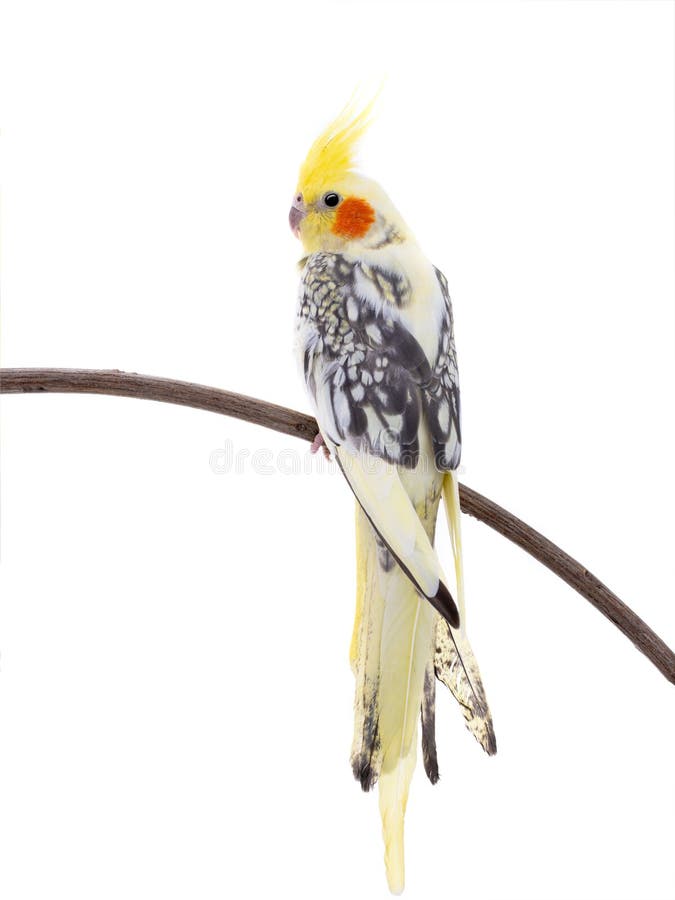 Papegaai ge?soleerd corella stock foto Papegaai ge?soleerd corella stock foto