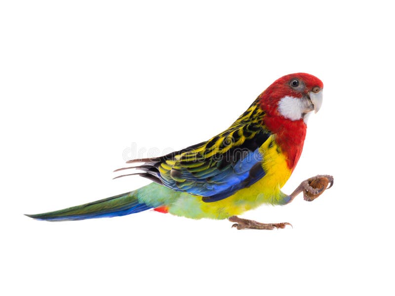 Rosella papegaai met amandel geïsoleerd stock foto