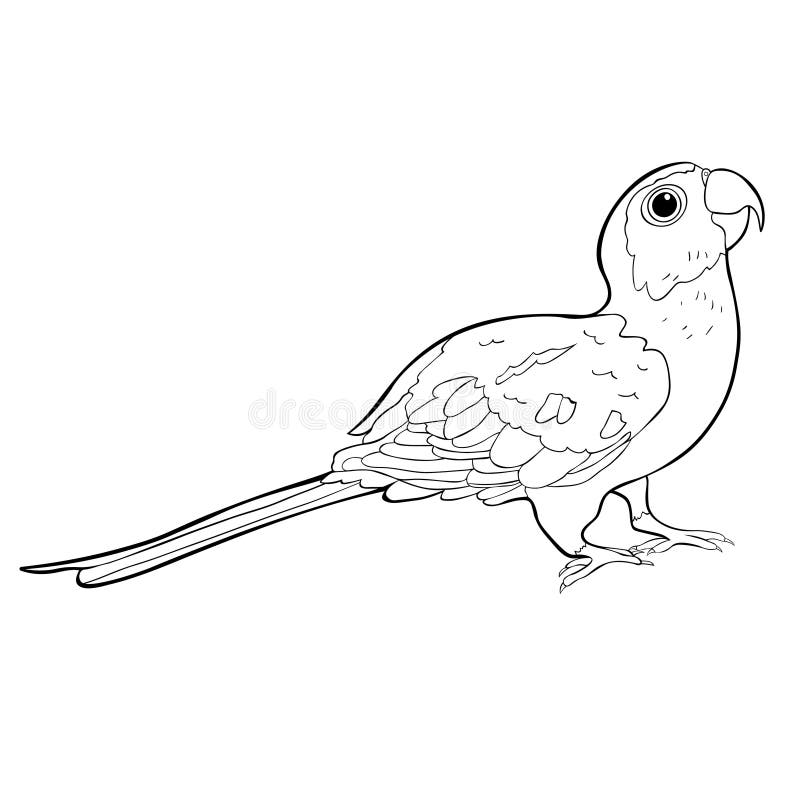 Papegoja Brasilien för färgläggningsolparakiter också vektor för coreldrawillustration stock illustrationer Papegoja Brasilien för färgläggningsolparakiter också vektor för coreldrawillustration stock illustrationer