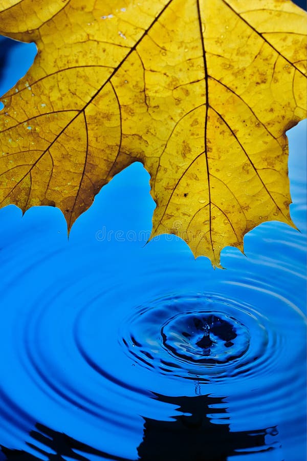 Papel Pintado Del Fondo Para Los Protectores De Pantalla Hoja Amarilla Del  Otoño Sobre El Agua Azul Durante La Lluvia Salpica Y C Imagen de archivo -  Imagen de pureza, frescura: 149994877