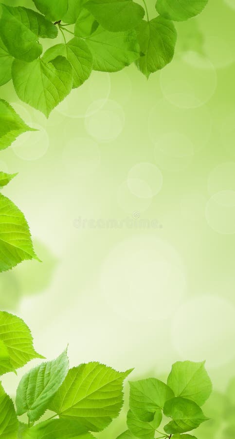 Papel Pintado Verde Del Teléfono Celular La Primavera Fresca Se Va En Fondo  Borroso Con La Luz Del Bokeh Foto de archivo - Imagen de modelo, follaje:  140218746