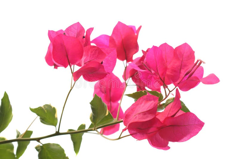 Purple bougainvillea stock photo. Image of leaf, focus - 33516660