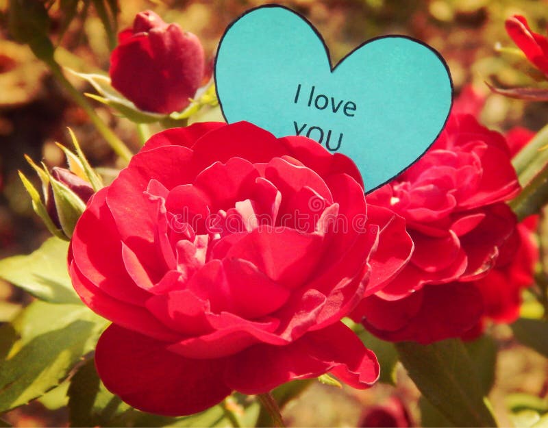 2,054 I Love You Rose Stock Photos - Free & Royalty-Free Stock Photos from Dreamstime 2,054 I Love You Rose Stock Photos - Free & Royalty-Free Stock Photos from Dreamstime