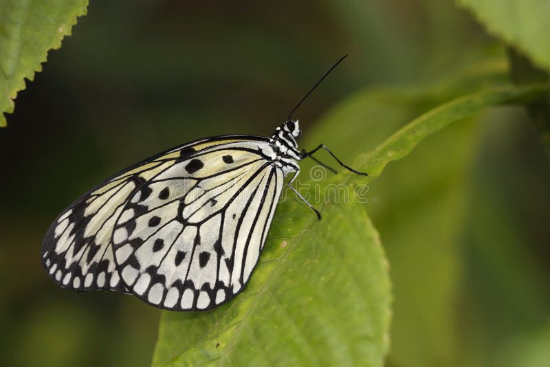 Paper Kite Butterfly Picture. Image 13818788