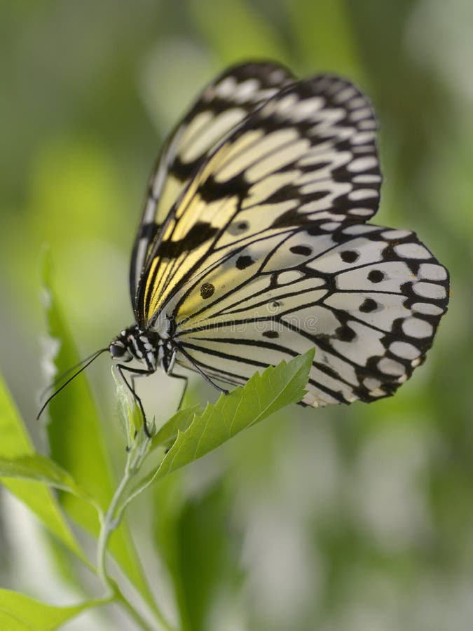 Paper Kite Butterfly on Leaf Stock Image Image of paper, spotted
