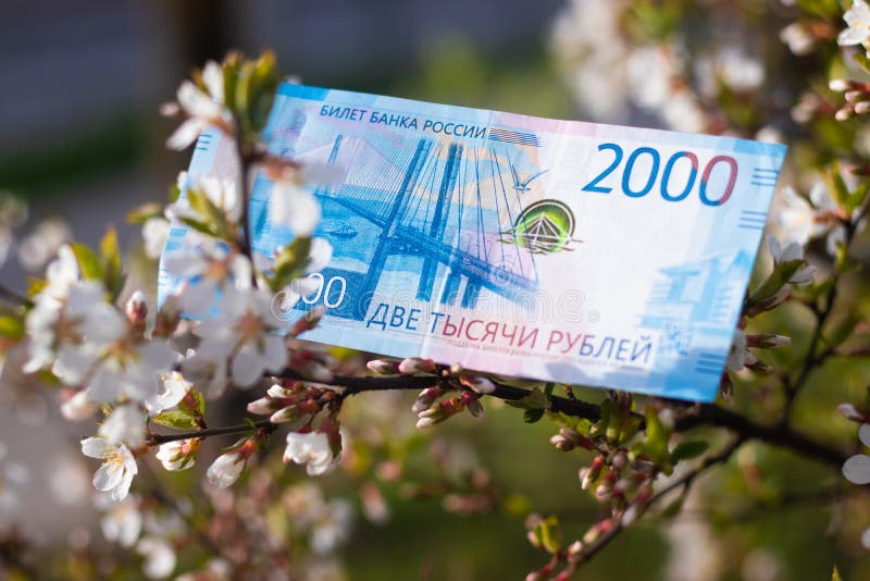 Paper Money on the Tree. Money Grows on a Tree Stock Image Image of
