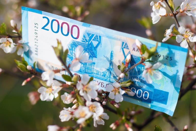 Paper Money on the Tree. Money Grows on a Tree Stock Photo Image of