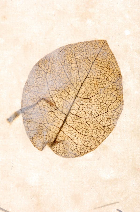 Collages leaves with different shapes, rice paper texture. Cardboard color shapes stock images, royalty-free photos and pictures