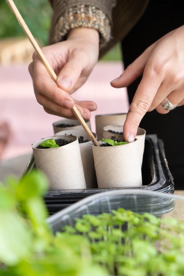 Planting Basil and Rosemary Together Tips, Tricks, and Benefits PlantHD