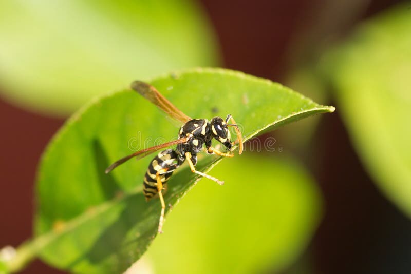 Paper wasp at green leaves macro royalty free stock images Paper wasp at green leaves macro royalty free stock images