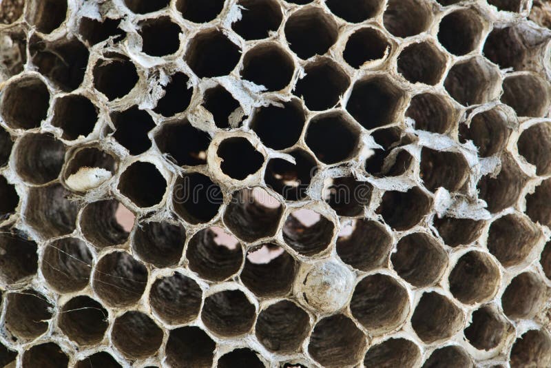 Paper Wasp nest macro full frame.