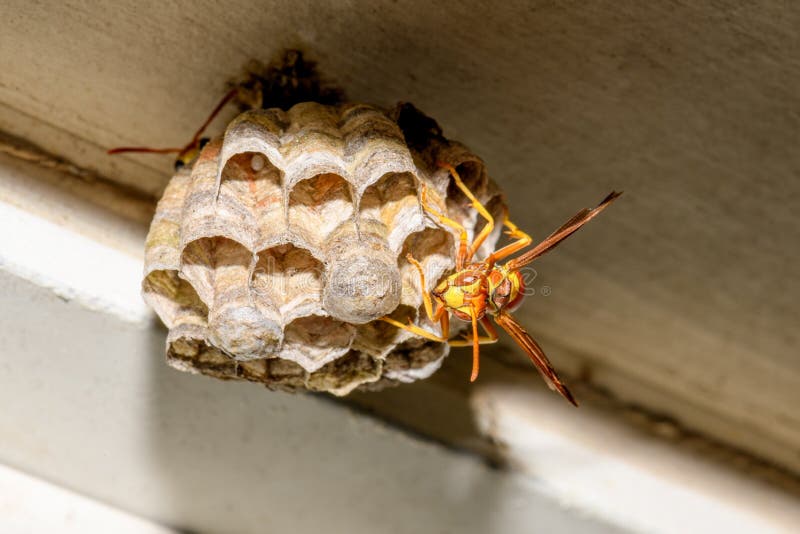 Paper Wasp - Polistes exclamans - guarding a nest