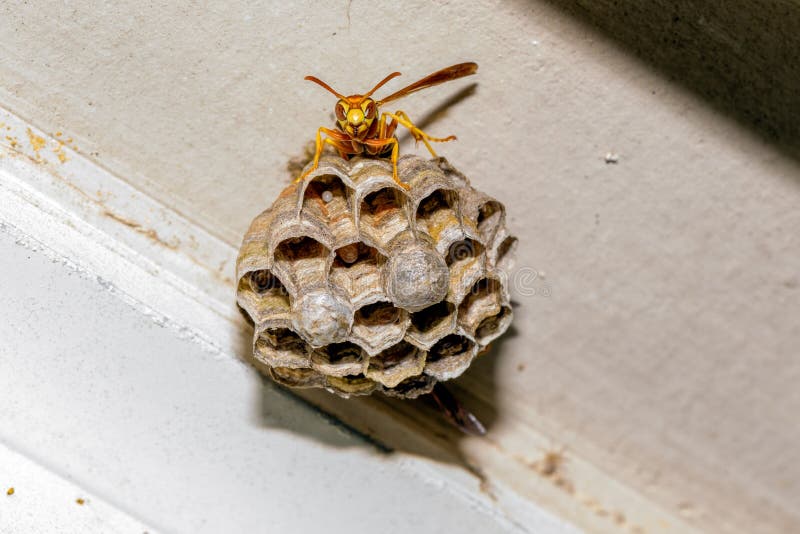 Paper Wasp - Polistes exclamans - guarding a nest