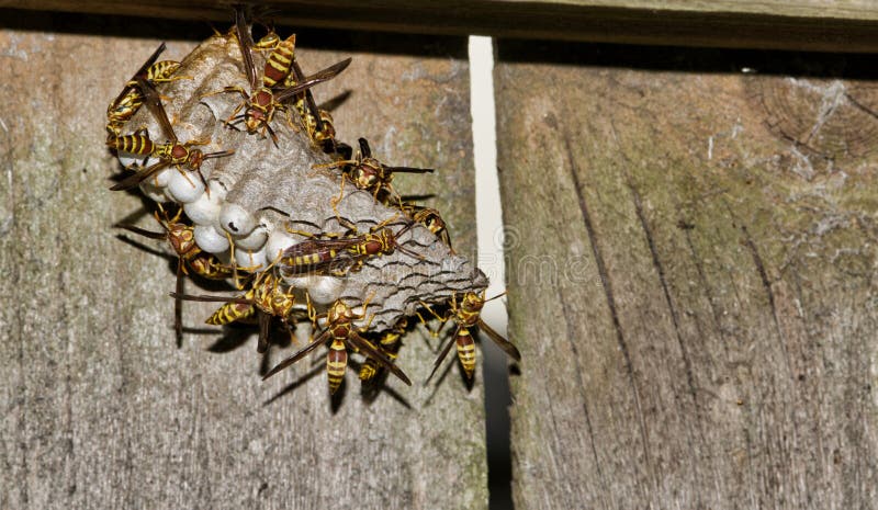 Paper Wasp vespiary attached to an old wooden fence.