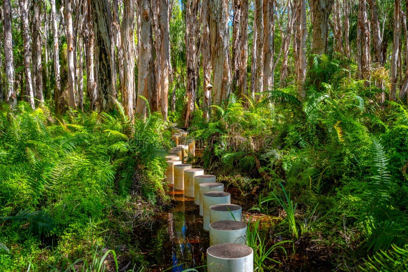 Paperbark Forest Boardwalk in Agnes Water, Queensland, Australia