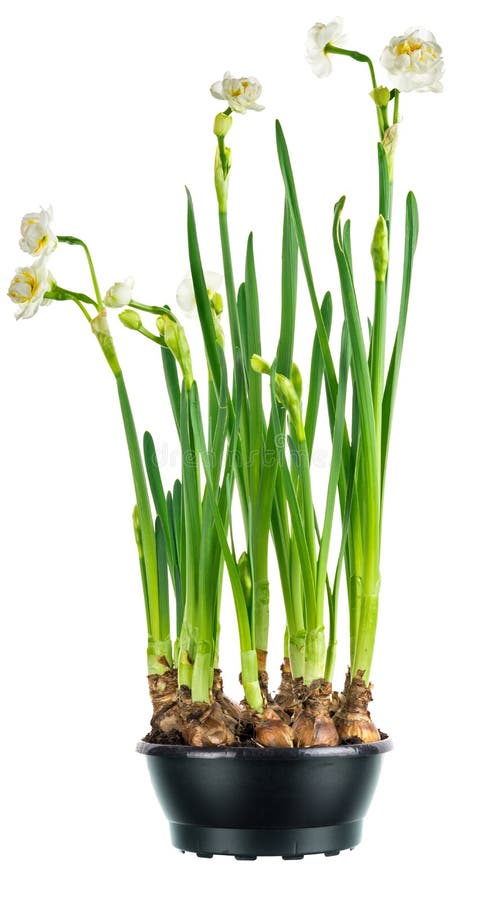 Paperwhite daffodils stock photo. Image of leaf, idyllic - 41960776