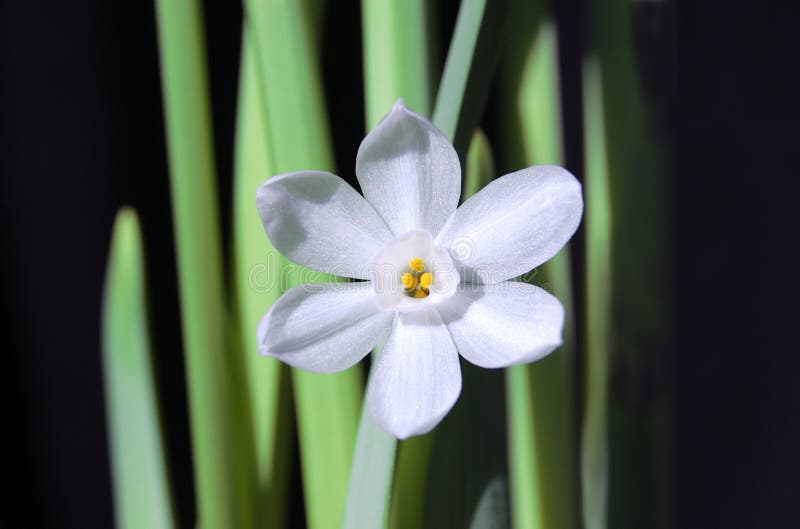 Paperwhite Narcissus Flower Stock Image - Image of black, green: 12815869