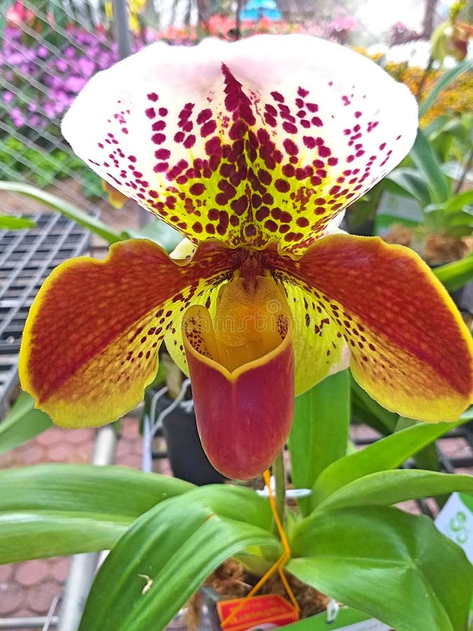 Paphiopedilum. Lady`s Slipper. royalty free stock photo Paphiopedilum. Lady`s Slipper. royalty free stock photo