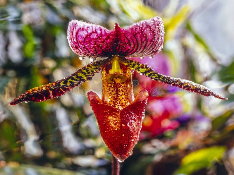 Paphiopedilum Sapato De Vênus Foto de Stock - Imagem de deslizador,  senhora: 169666998