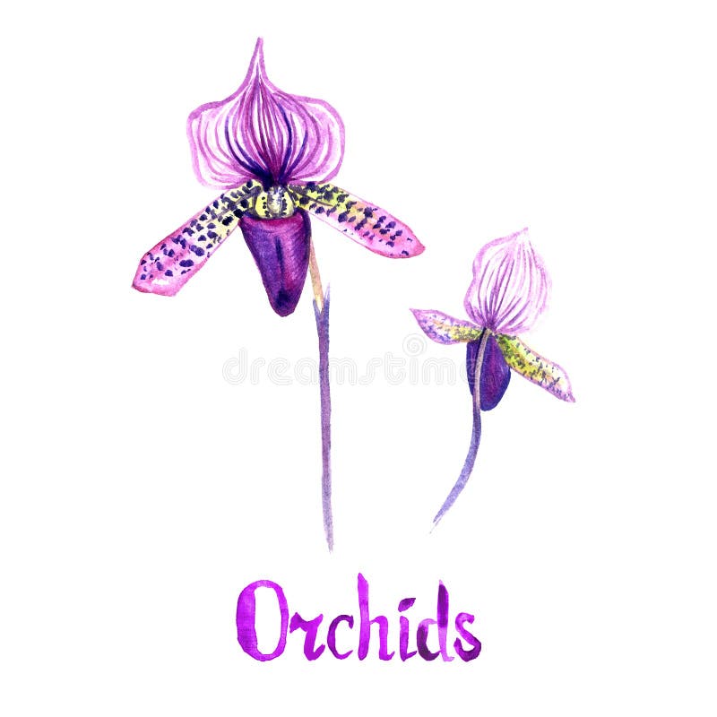 Paphiopedlium-Orchideenblüten, isoliert auf der weißen, handbemalten Aquarell-Illustration lizenzfreie abbildung Paphiopedlium-Orchideenblüten, isoliert auf der weißen, handbemalten Aquarell-Illustration lizenzfreie abbildung