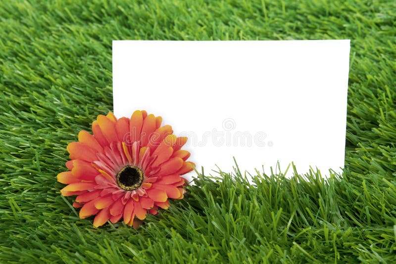Papier blanc avec le garbera photo stock Papier blanc avec le garbera photo stock