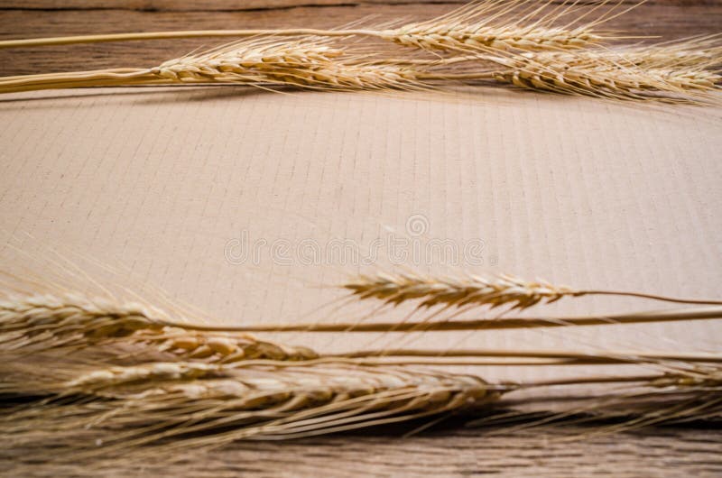 Papier de carton avec le grain d'orge sur la table en bois image stock Papier de carton avec le grain d'orge sur la table en bois image stock