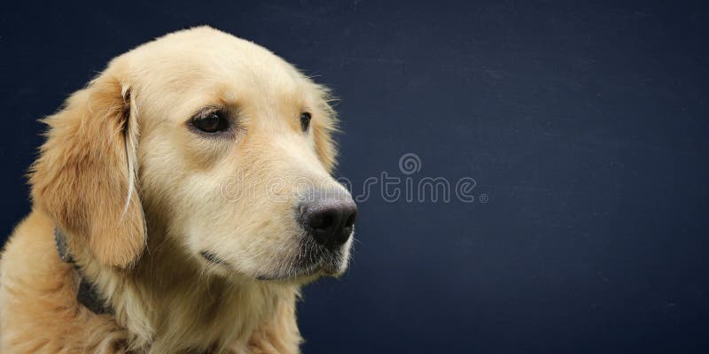 large golden retriever