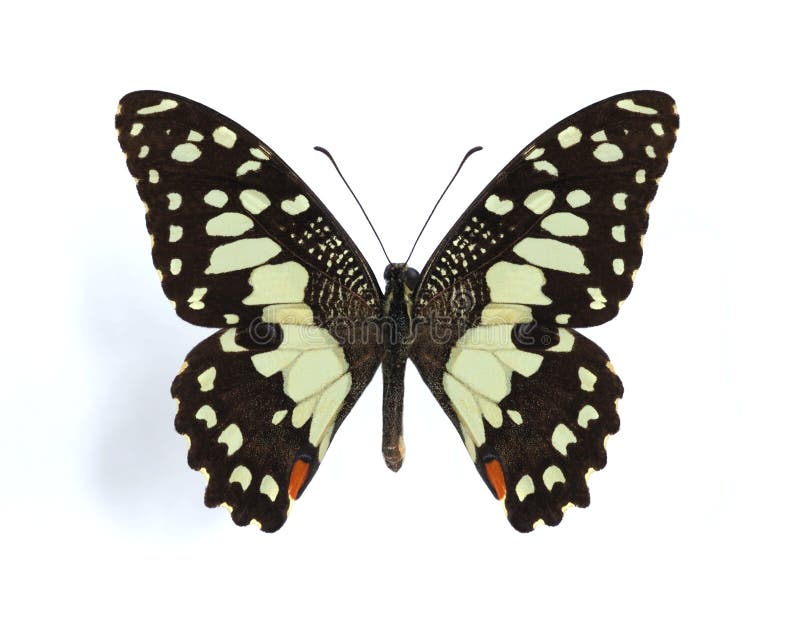 Papilio demodocus (Citrus butterfly)