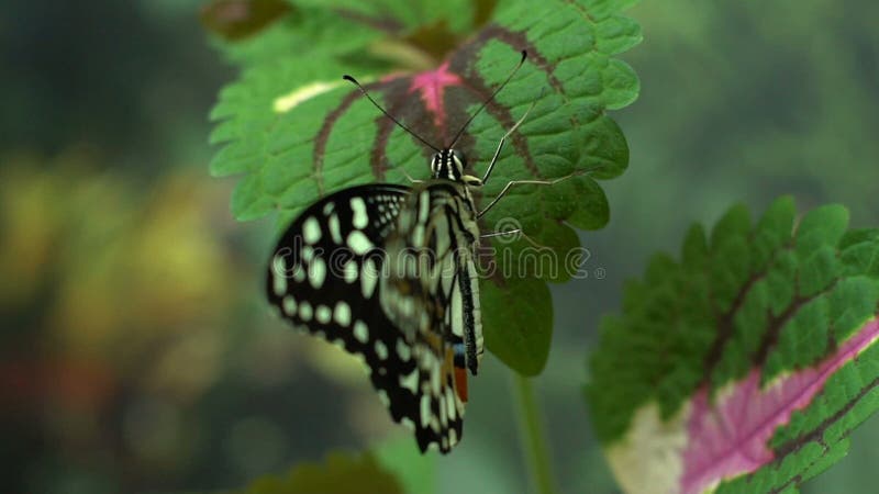 Papilio demoleus beautiful exotic butterfly from Asia, entomology hobby, insects