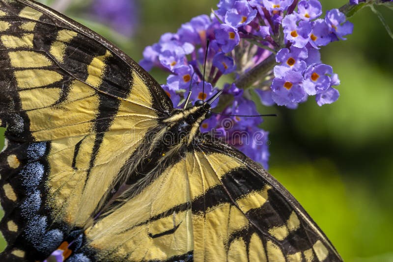 Papilio Glaucus Eastern Tiger Swallowtail Stock Photo Image Of