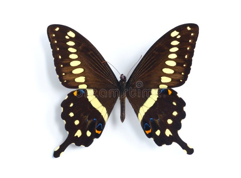 Papilio lormieri