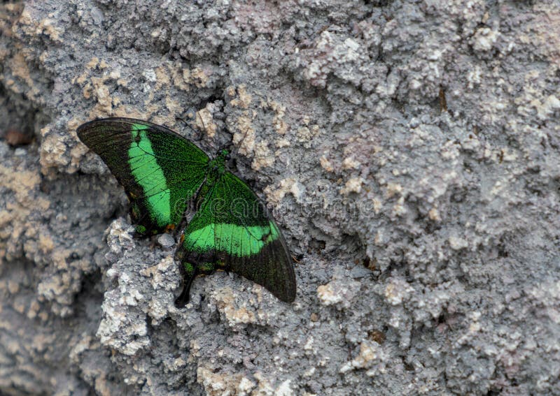 Papilio Palinurus sitting on stone/rock royalty free stock image Papilio Palinurus sitting on stone/rock royalty free stock image