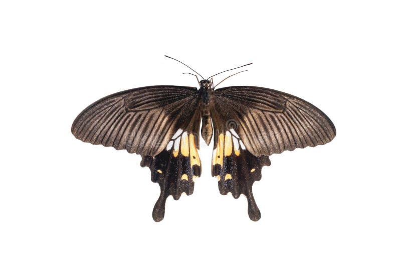 Big brown butterfly Papilio polytes isolated on white background. Common Mormon female large butterfly cut out, top view. Big brown butterfly Papilio polytes isolated on white background. Common Mormon female large butterfly cut out, top view