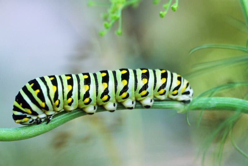 Papilio Polyxenes, Black Swallowtail Larva has green and black stripes with yellow spots. Crawling on dill weed stem. Blurred background.