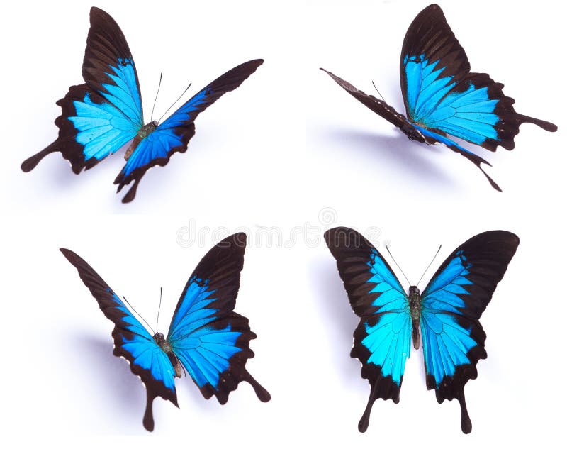 20,503 White Butterfly Flying Stock Photos - Free & Royalty-Free Stock  Photos from Dreamstime