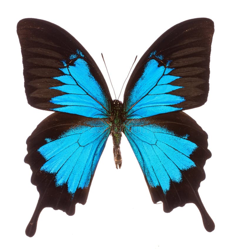 Papilio ulysses tropical butterfly isolated