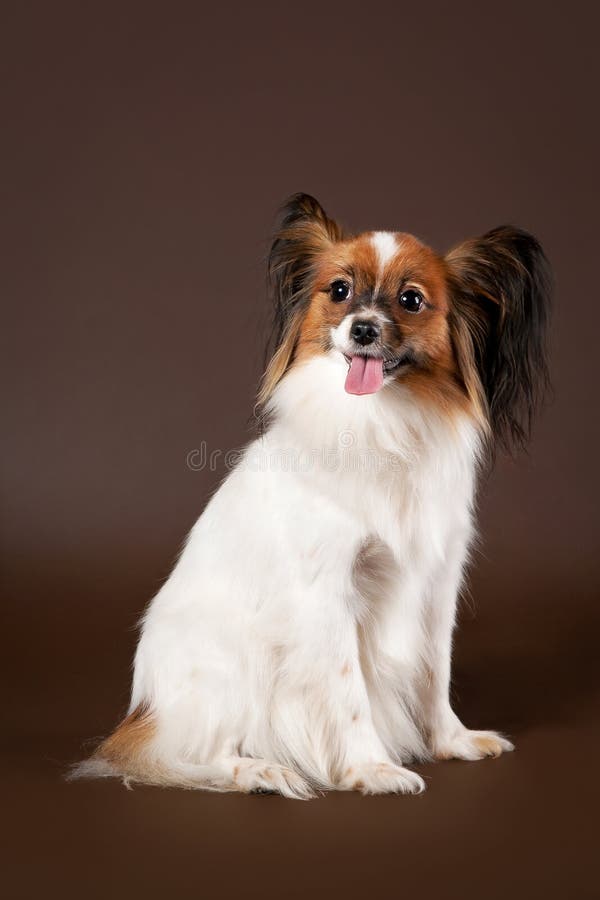 7,000+ Papillon Dog Stock Photos, Pictures & Royalty-Free Images