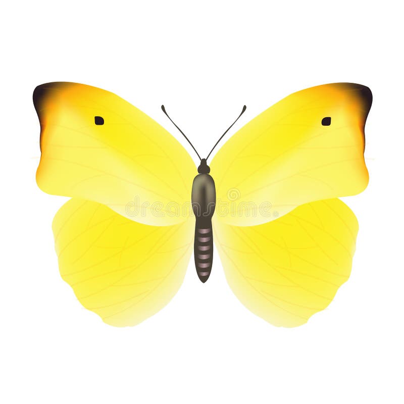 Papillon illustration stock