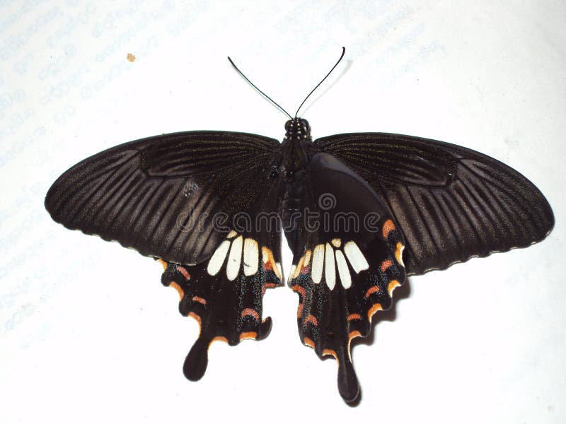 Papillon photographie stock libre de droits Papillon photographie stock libre de droits