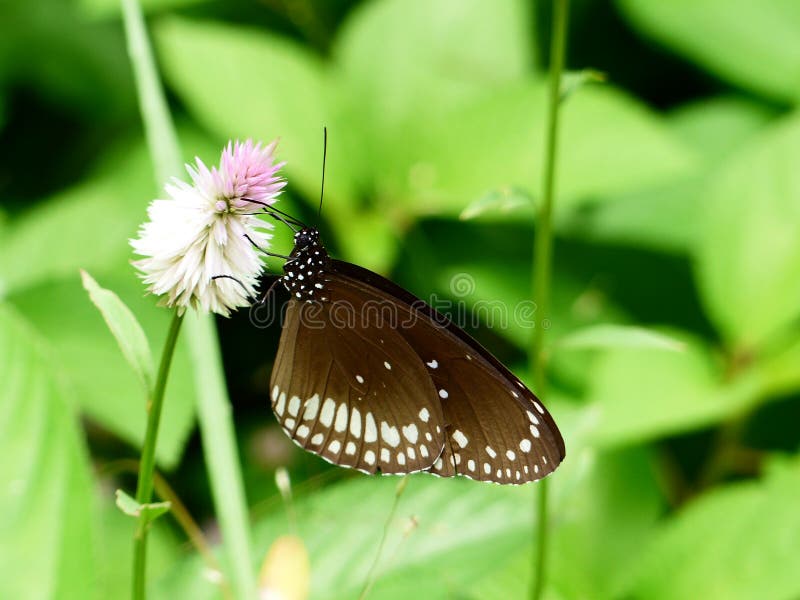 Butterflies are part of the class of insects in the order Lepidoptera, along with the moths. Adult butterflies have large, often brightly coloured wings, and conspicuous, fluttering flight. Butterflies are part of the class of insects in the order Lepidoptera, along with the moths. Adult butterflies have large, often brightly coloured wings, and conspicuous, fluttering flight.