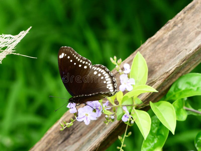 Butterflies are part of the class of insects in the order Lepidoptera, along with the moths. Adult butterflies have large, often brightly coloured wings, and conspicuous, fluttering flight. Butterflies are part of the class of insects in the order Lepidoptera, along with the moths. Adult butterflies have large, often brightly coloured wings, and conspicuous, fluttering flight.