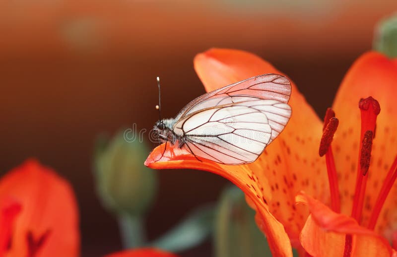 papillon blanc se reposant sur un pétale orange de lis images libres de droits papillon blanc se reposant sur un pétale orange de lis images libres de droits