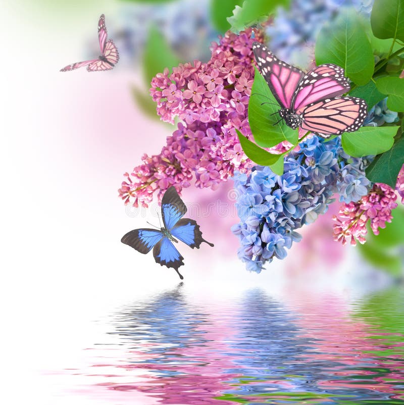 Papillon bleu et rose lilas images libres de droits Papillon bleu et rose lilas images libres de droits
