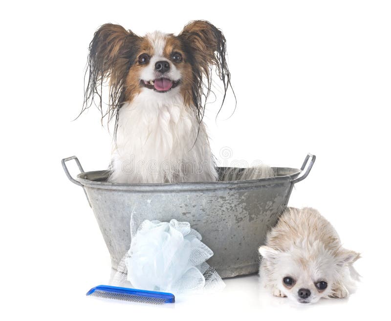 Chihuahua im Wasser stockbild. Bild von welpe, mini, klein 25943777