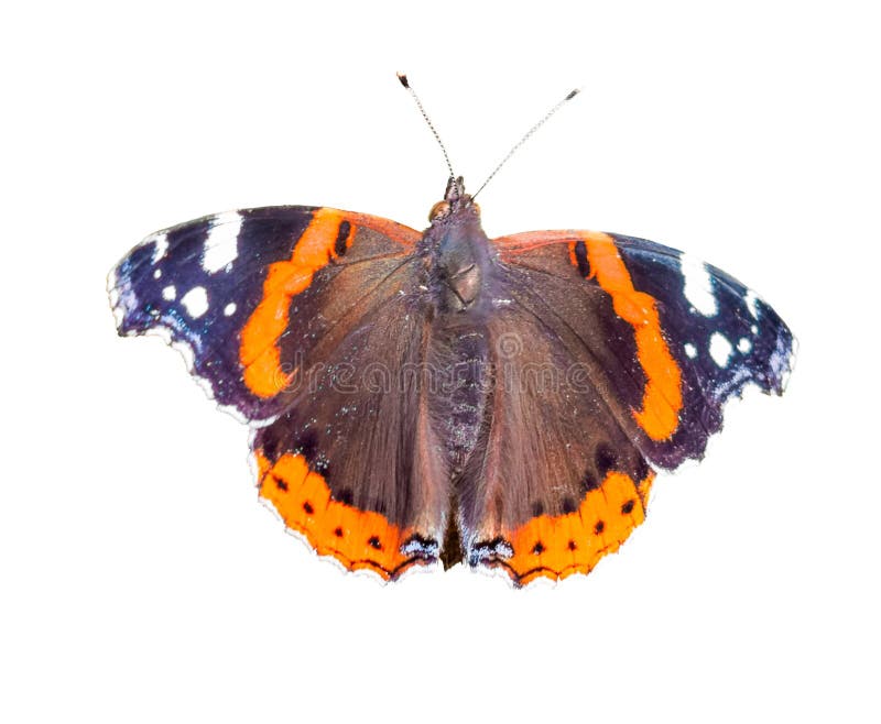 Papillon coloré sur un background_ d'isolement blanc image libre de droits Papillon coloré sur un background_ d'isolement blanc image libre de droits