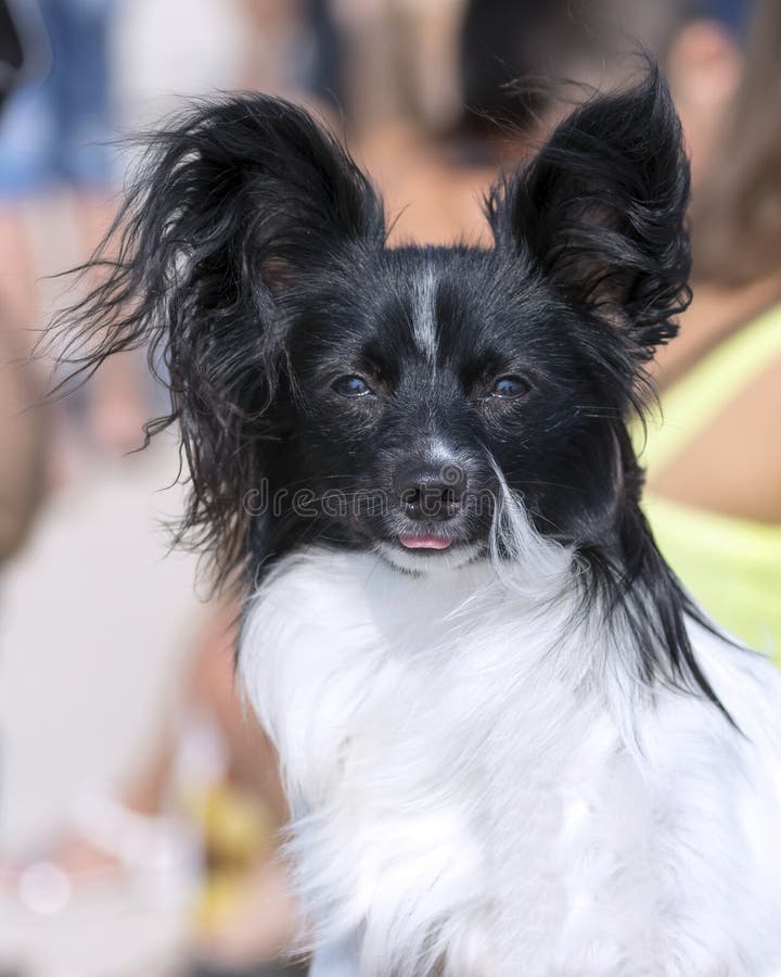Papillon continental de nain d'epagneul de race de chien photos libres de droits Papillon continental de nain d'epagneul de race de chien photos libres de droits